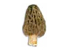 Morel Mushroom Recipes