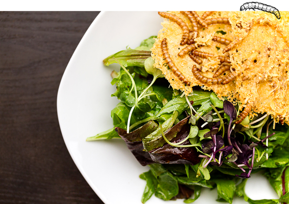 beetle larvae salad