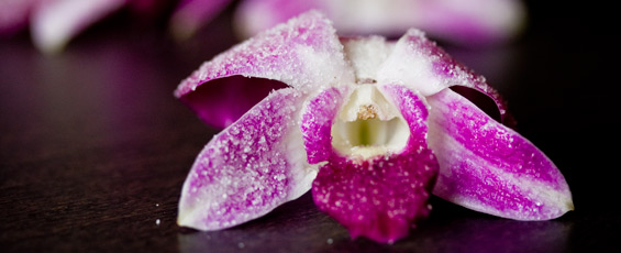 candied orchid flower