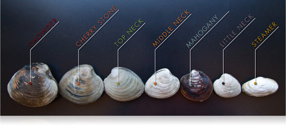 Clam Size Chart