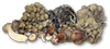 General Mushroom Recipes