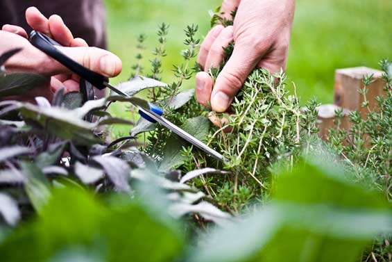 Herb recipes for birds