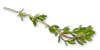 Bulk Lemon Thyme