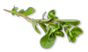 Bulk Fresh Marjoram