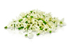 Micro Pepper Flower White