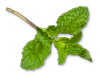 Bulk Fresh Mint