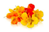 Edible Nasturtium Blossoms