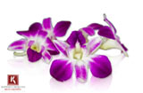 Edible Karma Orchids