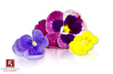Edible Pansy Flowers