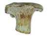 Chanterelle Recipes