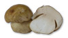 Porcini Recipes