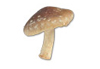 Shitake, Cremini, Portabello Recipes