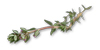 Wholesale Fresh Thyme