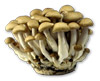 Bulk  Brown Beech Mushrooms