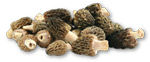 fresh-morels_xsm