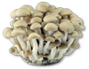 Bulk Fresh Beech Mushrooms