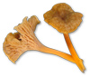 Yellow Foot Chanterelle Mushrooms