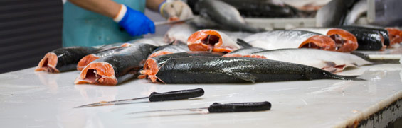 The Best Way to Store Fresh Fish - Marx Foods Blog