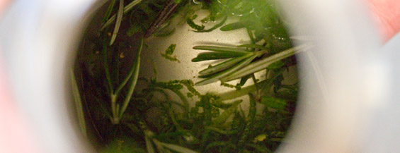 Infusing Lime Rosemary Vodka