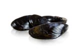 Live Maine Mussels Online