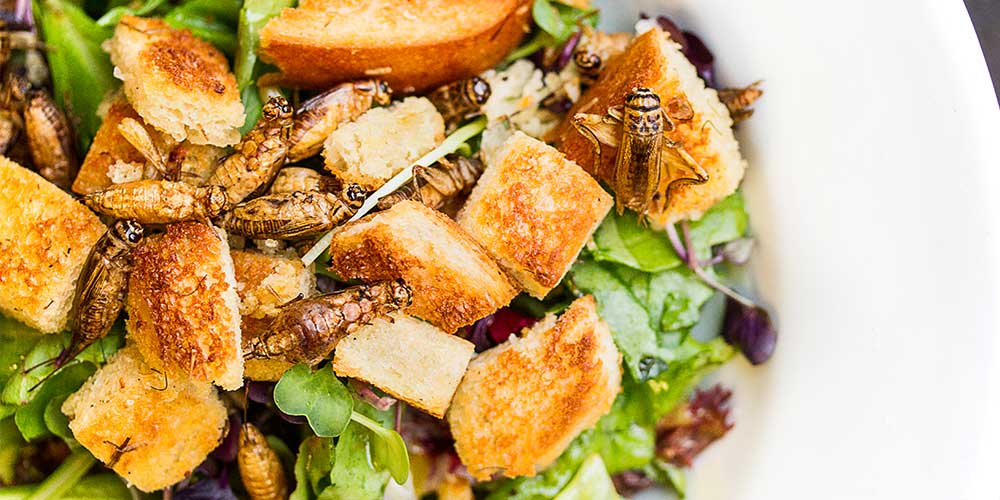 Cricket Croutons