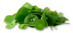 miners-lettuce_xsm