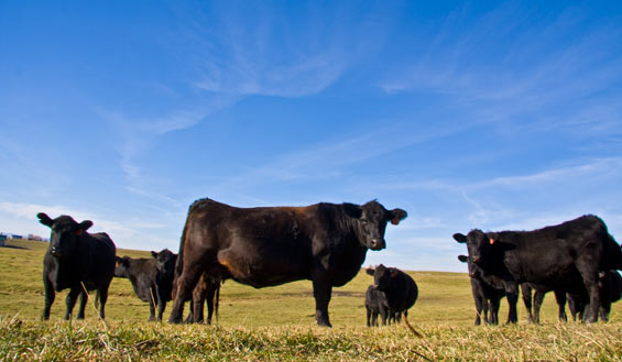 montana-black-angus-cattle