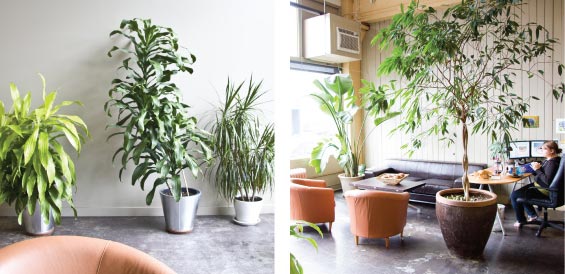 office-plants