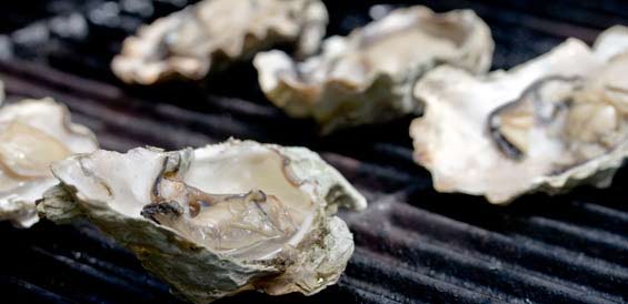 oyster2