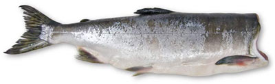 salmon9