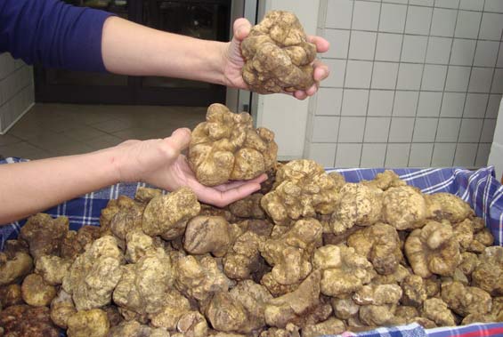 white-alba-truffles